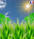 Trèfle vert