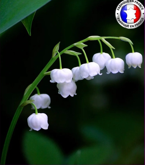Muguet