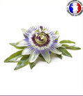 Fleur de la Passion