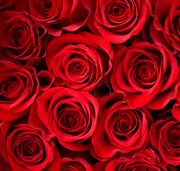 Roses Rouges