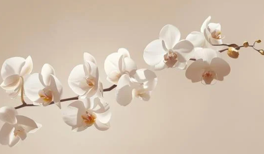 Secret d'Orchidée