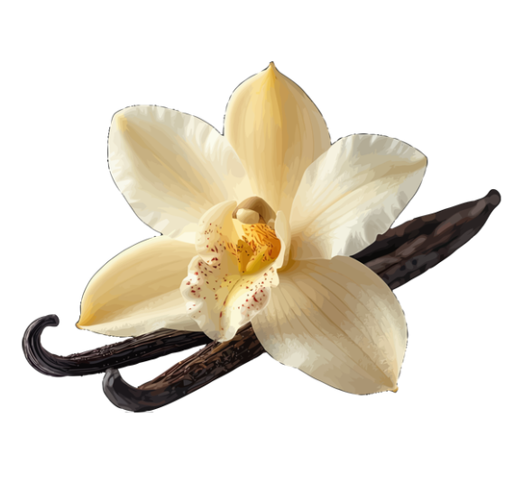 Orchidée Vanille