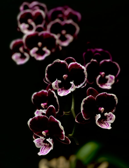 Orchidée Noire