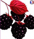 Framboises noires