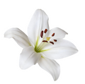 Fleur de Lys