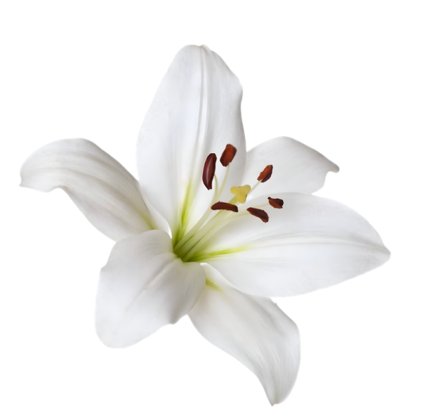 Fleur de Lys