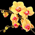 Orchidée Gold