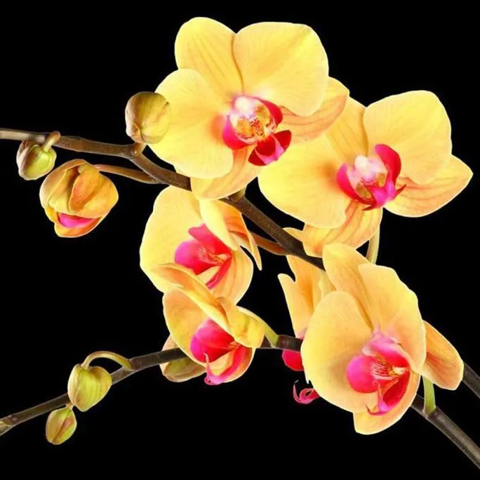 Orchidée Gold