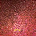 Mica Passionata
