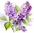 Lilas