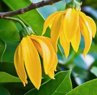 Nouveauté : Ylang costumé