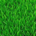 Herbe fraichement coupée