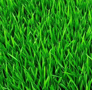 Herbe fraichement coupée